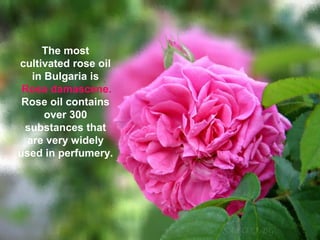 The most
cultivated rose oil
in Bulgaria is
Rosa damascene.
Rose oil contains
over 300
substances that
are very widely
used in perfumery.
 