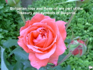 Bulgarian rose and Rose oil are part of the
Treasury and symbols of Bulgaria.
 