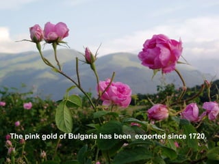 The pink gold of Bulgaria has been exported since 1720.
 