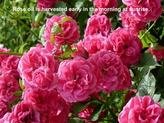 Rose oil is harvested early in the morning at sunrise.
 