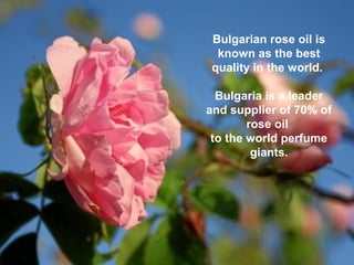 Bulgarian rose oil is
known as the best
quality in the world.
Bulgaria is a leader
and supplier of 70% of
rose oil
to the world perfume
giants.
 