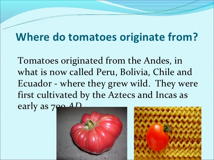 Bulgarian tomatoes new 2003