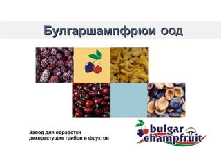 Булгаршампфрюи   ООД   Завод для обработки  дикораст у щие грибов и фруктов 