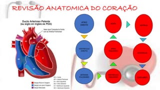 REVISÃO ANATOMICA DO CORAÇÃO 
ATRIO 
DIREITO 
VENTRICULO 
DIREITO 
ARTERIAS 
PULONARES 
AORTA 
ATRIO 
ESQUERDO 
VENTRÍCULO 
ESQUERDO 
ARTÉRIAS 
ARTERÍOLAS 
CAPILARES 
 