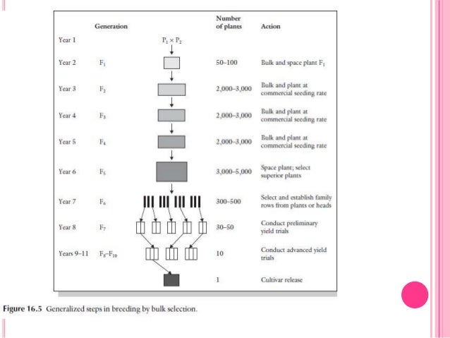 pedigree breed bulk method pedigree method line pedigree breed bulk method pedigree method line
