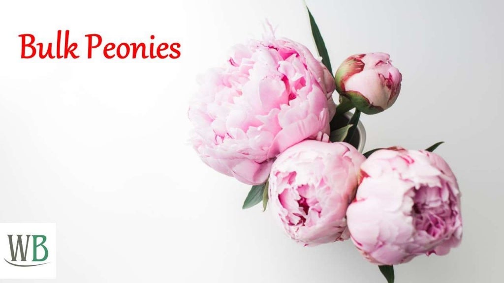 Buy Bulk Peonies Online