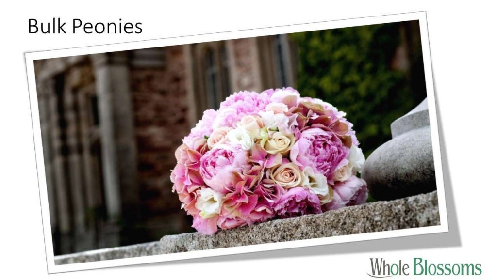Buy Bulk Peonies Online