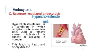 II. Endocytosis
12
• Hypercholesterolemia is
a condition in which
receptor proteins on liver
cells used to remove
excess cholesterol is
absent or reduced in
number
• This leads to heart and
artery disease
Hypercholesterole
mia
C. Receptor-mediated endocytosis
 