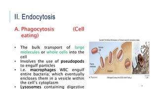 II. Endocytosis
8
A. Phagocytosis (Cell
eating)
• The bulk transport of large
molecules or whole cells into the
cell
• Involves the use of pseudopods
to engulf particles
• i.e. macrophages WBC engulf
entire bacteria; which eventually
encloses them in a vesicle within
the cell’s cytoplasm
• Lysosomes containing digestive
 