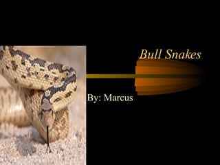 Bull Snakes By: Marcus 