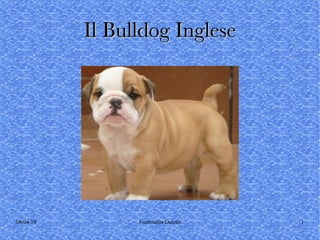 Il Bulldog Inglese 