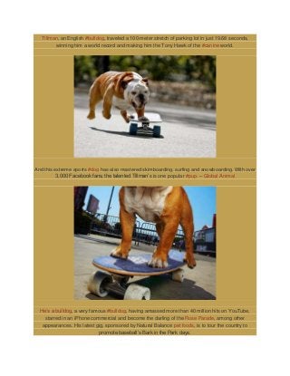 Tillman, an English #bulldog, traveled a 100-meter stretch of parking lot in just 19.68 seconds,
winning him a world record and making him the Tony Hawk of the #canine world.

And this extreme sports #dog has also mastered skimboarding, surfing and snowboarding. With over
3,000 Facebook fans, the talented Tillman’s is one popular #pup. – Global Animal

He’s a bulldog, a very famous #bulldog, having amassed more than 40 million hits on YouTube,
starred in an iPhone commercial and become the darling of the Rose Parade, among other
appearances. His latest gig, sponsored by Natural Balance pet foods, is to tour the country to
promote baseball’s Bark in the Park days.

 