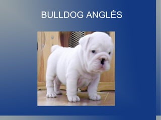 BULLDOG ANGLÉS 