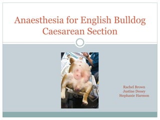 Anaesthesia for English Bulldog
Caesarean Section
Rachel Brown
Justine Dooey
Stephanie Harmon
 