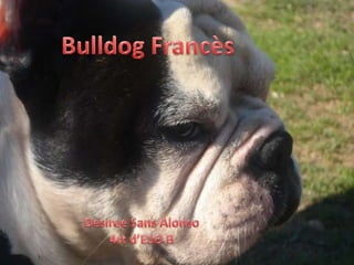 Bulldog Francès DesireeSans Alonso 4rt d’ESO B 