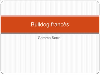 Gemma Serra Bulldog francès 