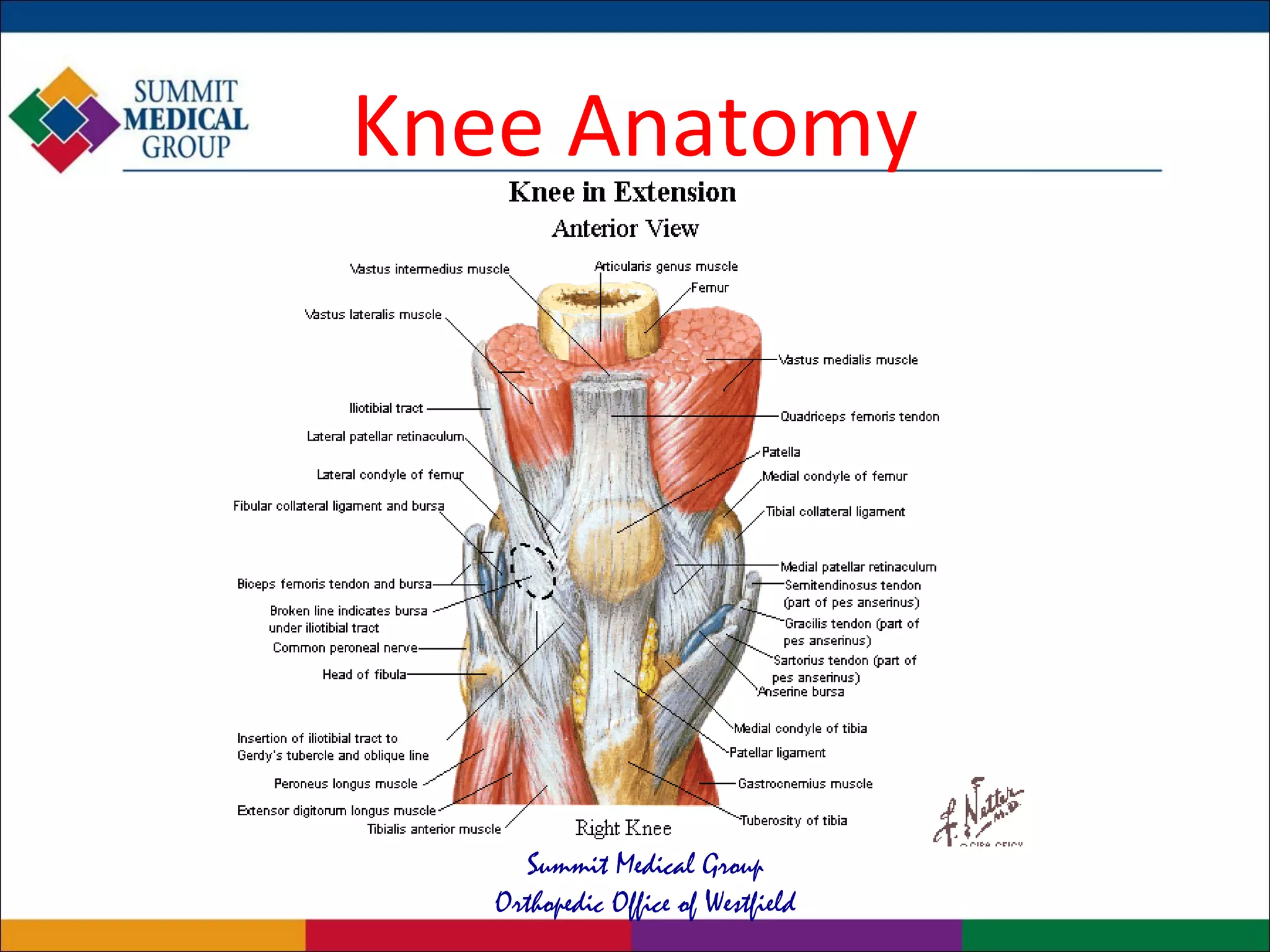 The Knee: Common Problems and Current Treatment | PPT