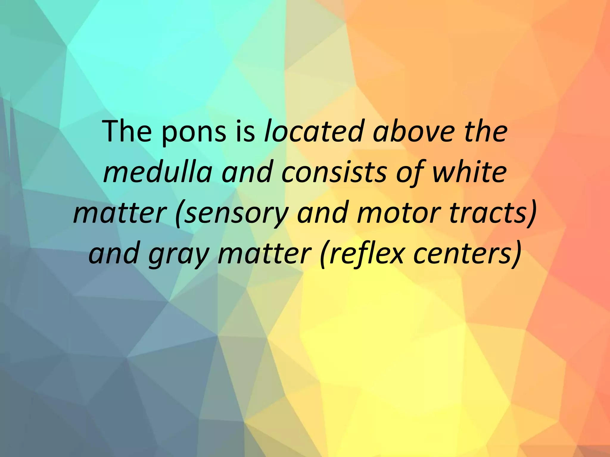 The pons is located above the
medulla and consists of white
matter (sensory and motor tracts)
and gray matter (reflex centers)
 