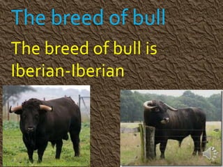 The breed of bull
The breed of bull is
Iberian-Iberian
 