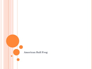 ADAPTATIONS American Bull Frog 