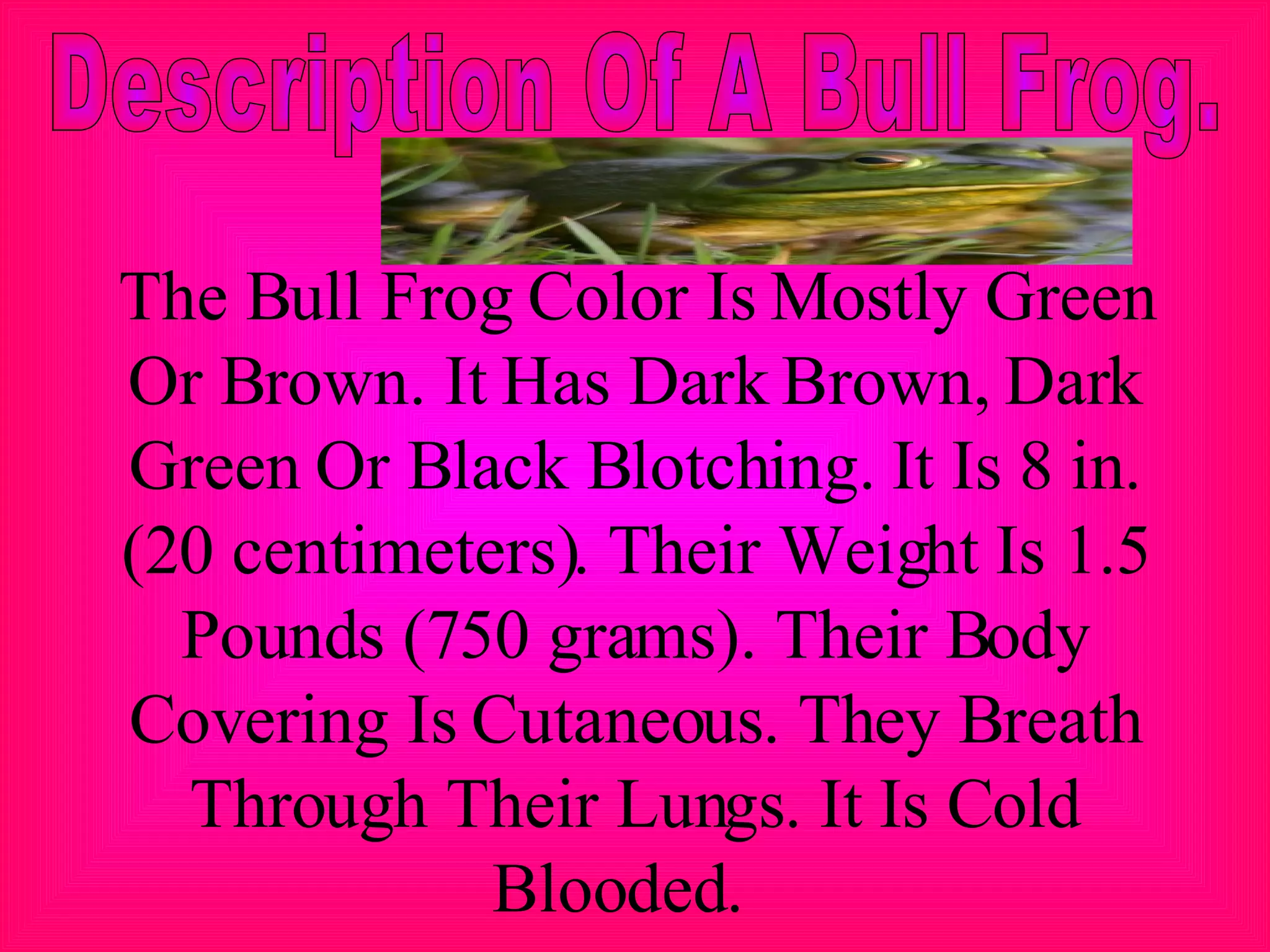Bullfrog1 PPT bullfrog1-ppt