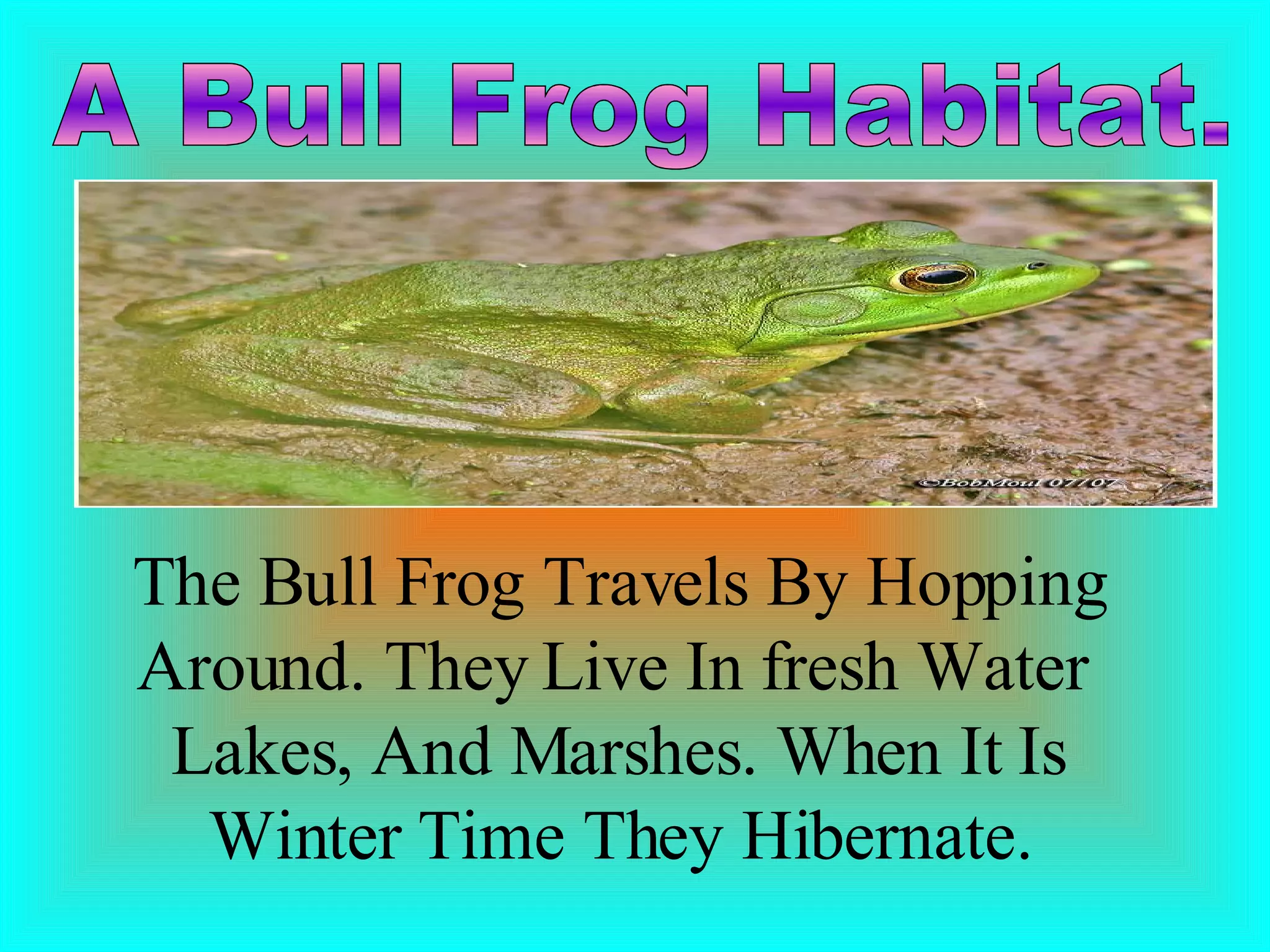 Bullfrog1 | PPT