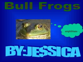 amphibians BY:JESSICA Bull Frogs 