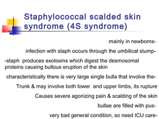 -mainly in newborns
-infection with staph occurs through the umbilical stump
-staph produces exotoxins which digest the desmosomal
proteins causing bullous eruption of the skin
-characteristically there is very large single bulla that involve the
Trunk & may involve both lower and upper limbs, its rupture
Causes severe agonizing pain & scalding of the skin
-bullae are filled with pus
-very bad general condition, so need ICU care
Staphylococcal scalded skin
syndrome (4S syndrome)
 