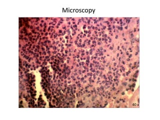 Microscopy
40 x
 