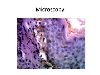 Microscopy
40 x
 
