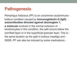 Pathogenesis
•
Pemphigus foliaceus (PF) is an uncommon autoimmune
•
bullous condition caused by immunoglobulin G (IgG)
autoantibodies directed against desmoglein 1,
•
a molecule involved in the normal cohesion of
keratinocytes.In this condition, the split occurs below the
•
cornified layer or in the superficial granular layer. This is
•
the same location as the split in bullous impetigo and
•
SSSS. PF can also be induced by some medications.
 