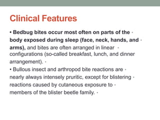 Clinical Features
•
• Bedbug bites occur most often on parts of the
•
body exposed during sleep (face, neck, hands, and
•
arms), and bites are often arranged in linear
configurations (so-called breakfast, lunch, and dinner
•
arrangement).
•
• Bullous insect and arthropod bite reactions are
•
nearly always intensely pruritic, except for blistering
•
reactions caused by cutaneous exposure to
•
members of the blister beetle family.
 
