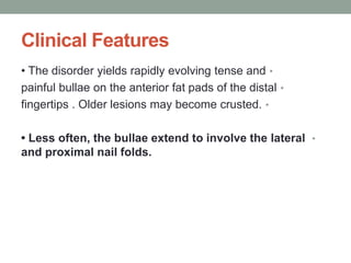 Clinical Features
•
• The disorder yields rapidly evolving tense and
•
painful bullae on the anterior fat pads of the distal
•
fingertips . Older lesions may become crusted.
•
• Less often, the bullae extend to involve the lateral
and proximal nail folds.
 
