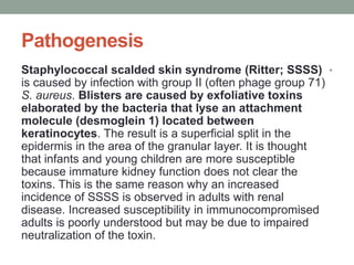 Pathogenesis
•
Staphylococcal scalded skin syndrome (Ritter; SSSS)
is caused by infection with group II (often phage group 71)
S. aureus. Blisters are caused by exfoliative toxins
elaborated by the bacteria that lyse an attachment
molecule (desmoglein 1) located between
keratinocytes. The result is a superficial split in the
epidermis in the area of the granular layer. It is thought
that infants and young children are more susceptible
because immature kidney function does not clear the
toxins. This is the same reason why an increased
incidence of SSSS is observed in adults with renal
disease. Increased susceptibility in immunocompromised
adults is poorly understood but may be due to impaired
neutralization of the toxin.
 