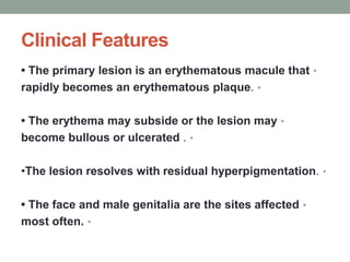 Clinical Features
•
• The primary lesion is an erythematous macule that
•
rapidly becomes an erythematous plaque.
•
• The erythema may subside or the lesion may
•
become bullous or ulcerated .
•
•The lesion resolves with residual hyperpigmentation.
•
• The face and male genitalia are the sites affected
•
most often.
 