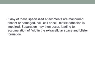 • If any of these specialized attachments are malformed,
absent or damaged, cell–cell or cell–matrix adhesion is
impaired. Separation may then occur, leading to
accumulation of fluid in the extracellular space and blister
formation.
 