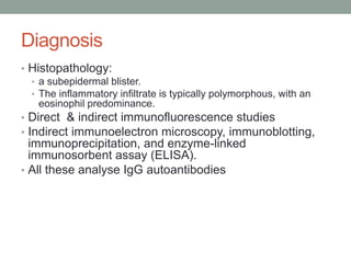Diagnosis
• Histopathology:
• a subepidermal blister.
• The inflammatory infiltrate is typically polymorphous, with an
eosinophil predominance.
• Direct & indirect immunofluorescence studies
• Indirect immunoelectron microscopy, immunoblotting,
immunoprecipitation, and enzyme-linked
immunosorbent assay (ELISA).
• All these analyse IgG autoantibodies
 