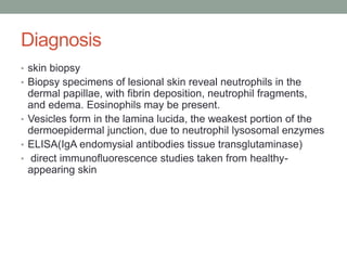 Diagnosis
• skin biopsy
• Biopsy specimens of lesional skin reveal neutrophils in the
dermal papillae, with fibrin deposition, neutrophil fragments,
and edema. Eosinophils may be present.
• Vesicles form in the lamina lucida, the weakest portion of the
dermoepidermal junction, due to neutrophil lysosomal enzymes
• ELISA(IgA endomysial antibodies tissue transglutaminase)
• direct immunofluorescence studies taken from healthy-
appearing skin
 