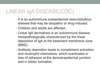 LINEAR IgA DISEASE(CDC)
• It is an autoimmune subepidermal vesiculobullous
disease that may be idiopathic or drug-induced.
• Children and adults are affected .
• Linear IgA dermatosis is an autoimmune disease
histopathologically characterized by the linear
deposition of IgA at the basement membrane zone
(BMZ).
• Antibody deposition leads to complement activation
and neutrophil chemotaxis, which eventuates in
loss of adhesion at the dermal-epidermal junction
and in blister formation.
 