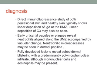 diagnosis
• Direct immunofluorescence study of both
perilesional skin and healthy skin typically shows
linear deposition of IgA at the BMZ. Linear
deposition of C3 may also be seen.
• Early urticarial papules or plaques reveal
neutrophils aligned along the BMZ accompanied by
vacuolar change. Neutrophilic microabscesses
may be seen in dermal papillae .
• Fully developed lesions reveal subepidermal
blistering with a predominantly polymorphonuclear
infiltrate, although mononuclear cells and
eosinophils may be present.
 