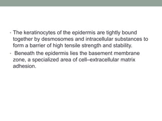 • The keratinocytes of the epidermis are tightly bound
together by desmosomes and intracellular substances to
form a barrier of high tensile strength and stability.
• Beneath the epidermis lies the basement membrane
zone, a specialized area of cell–extracellular matrix
adhesion.
 