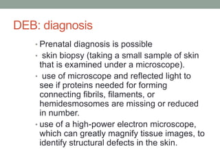 DEB: diagnosis
• Prenatal diagnosis is possible
• skin biopsy (taking a small sample of skin
that is examined under a microscope).
• use of microscope and reflected light to
see if proteins needed for forming
connecting fibrils, filaments, or
hemidesmosomes are missing or reduced
in number.
• use of a high-power electron microscope,
which can greatly magnify tissue images, to
identify structural defects in the skin.
 