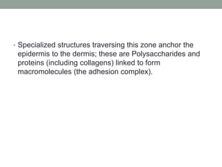 • Specialized structures traversing this zone anchor the
epidermis to the dermis; these are Polysaccharides and
proteins (including collagens) linked to form
macromolecules (the adhesion complex).
 