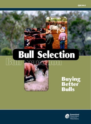 Buying
Better
Bulls
QI03063
Bull Selection
Bull Selection
Bull SelectionWill assist you to:
• Use key fertility measures included in a Bull Breeding Soundness Evaluation (BBSE).
• Define and seek the necessary genetic traits when selecting a bull.
• Use sound breeding objectives and
• Select more profitable sires for your herd.
Bull Selection examines the three traits to review when selecting; fertility, growth and carcase.
The relative importance of each of these trait groups will vary according to the performance of the
individual herd, the environment where the animals are managed and the producers target market.
Performance measurement is necessary to maximise genetic gain in the beef industry. Enterprise profitability
is intimately linked to the fertility of the herd and thereby the fertility of the sires as
assessed by the BBSE. This publication gives you an invaluable insight into the use and
implementation of performance measures available to assist you. It will guide you in carrying out
visual, subjective assessment for traits that currently do not have easily defined standards set by
cattle breeders. Selection decisions should be based on traits that are economically important,
heritable, measurable and characterised by variation.
When selection decisions are based on values that reflect the true genetic potential of animals, the progress
achieved will be permanent and cumulative. Programs such a BREEDPLAN assist with this.
A fundamental part of BREEDPLAN is the pedigree system operated by breed societies in association
with the individual animal records submitted by breeders. Bull selection and other titles in this set
will assist you to understand and make the best possible use of this available information.
Information contained in this publication is the result of many decades of research and development
by the Department of Primary Industries and organisations such as the Cooperative Research Centre
for Cattle and Meat Quality. The latest outcomes of some of this work, such as DNA fingerprinting,
gene marker technologies and net feed efficiencies, have been incorporated into this publication.
Along with Bull Selection there are three other companion publications produced by the
Department of Primary Industries. These are:
• Breeding for Profit
• Female Selection in Beef Cattle
• Beef Cattle Recording and Selection.
 