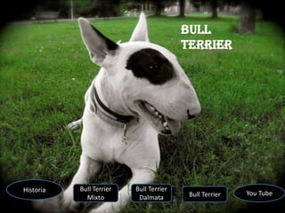 Bull
                                         Terrier




Historia   Bull Terrier   Bull Terrier
                                          Bull Terrier   You Tube
             Mixto         Dalmata
 