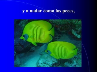 y a nadar como los peces,
 