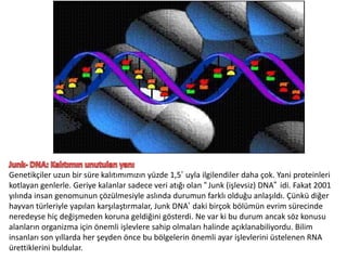 Junk- DNA: Kalıtımın unutulan yanıGenetikçiler uzun bir süre kalıtımımızın yüzde 1,5uyla ilgilendiler daha çok. Yani proteinleri kotlayan genlerle. Geriye kalanlar sadece veri atığı olan Junk (işlevsiz) DNA idi. Fakat 2001 yılında insan genomunun çözülmesiyle aslında durumun farklı olduğu anlaşıldı. Çünkü diğer hayvan türleriyle yapılan karşılaştırmalar, Junk DNAdaki birçok bölümün evrim sürecinde neredeyse hiç değişmeden koruna geldiğini gösterdi. Ne var ki bu durum ancak söz konusu alanların organizma için önemli işlevlere sahip olmaları halinde açıklanabiliyordu. Bilim insanları son yıllarda her şeyden önce bu bölgelerin önemli ayar işlevlerini üstelenen RNA ürettiklerini buldular.