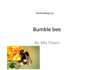 Bumble bee
By: Mia Trewin
Beneficialbugs.org
 