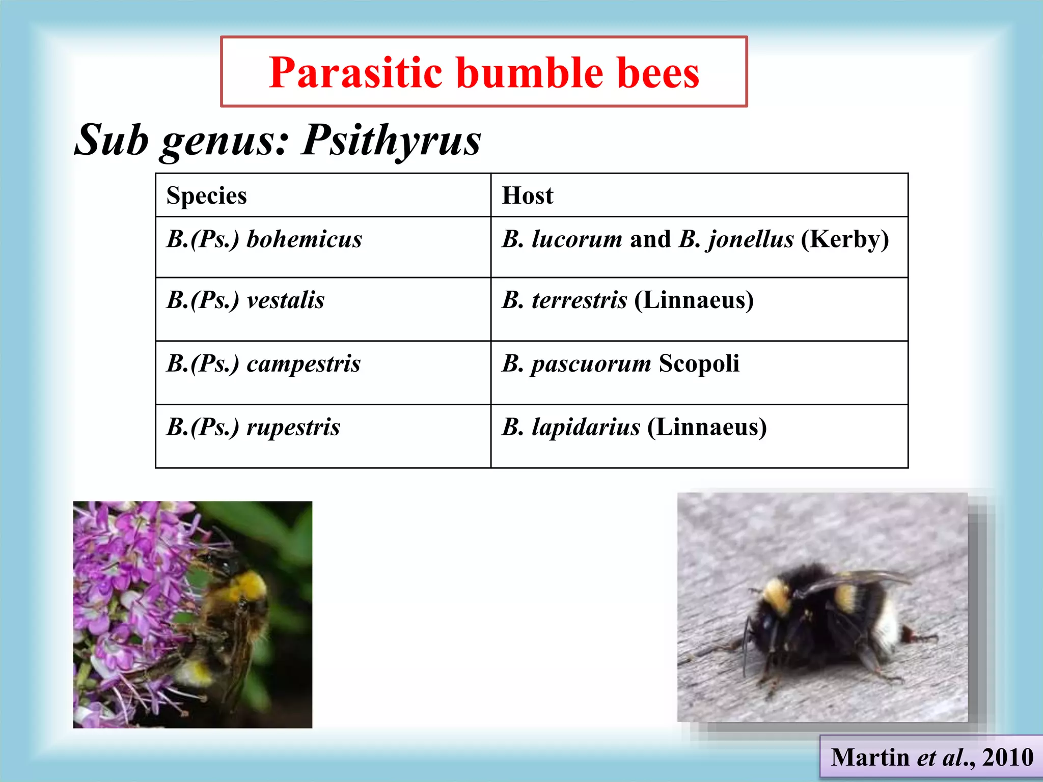 Chemical Ecology of Bumble bee | PPTX