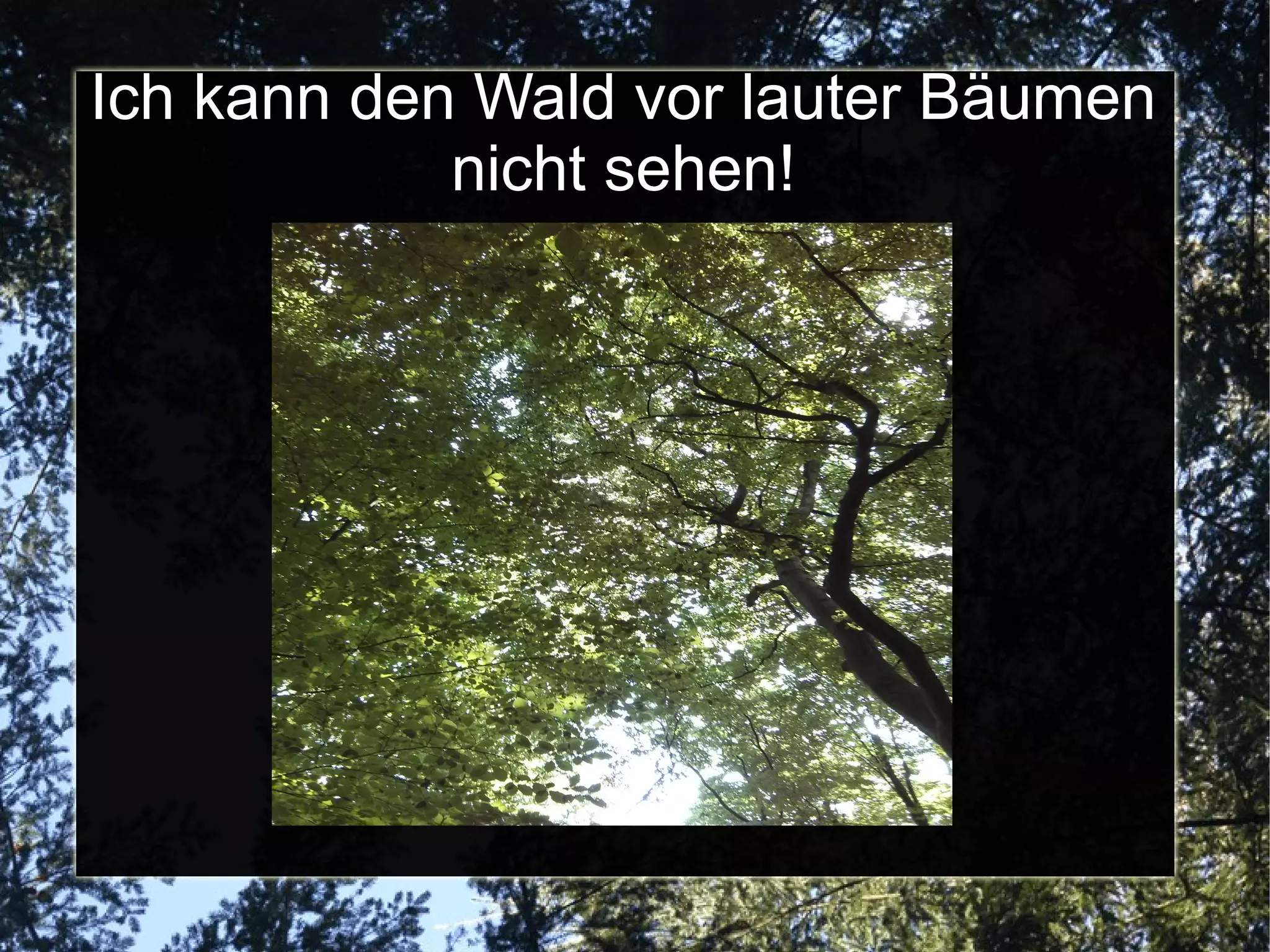 Den Wald Vor Lauter Bäumen Nicht Sehen Bedeutung Den Wald vor lauter Bäumen nicht sehen | PPT
